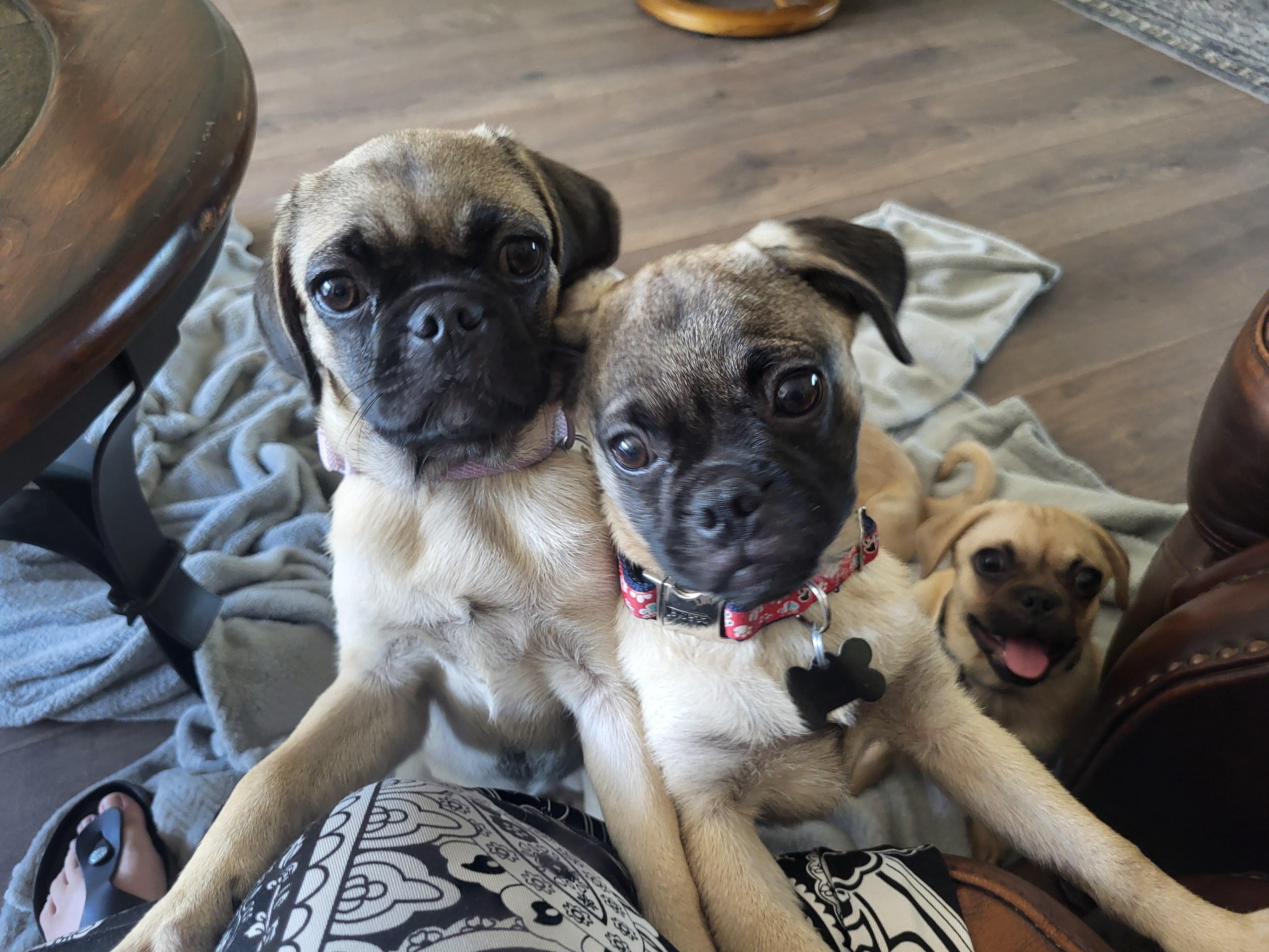 Ginger, an adoptable Pug in Roseburg, OR image 6/6