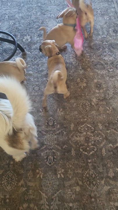 Enlarge Ginger, an adoptable Pug in Roseburg, OR video 5/6