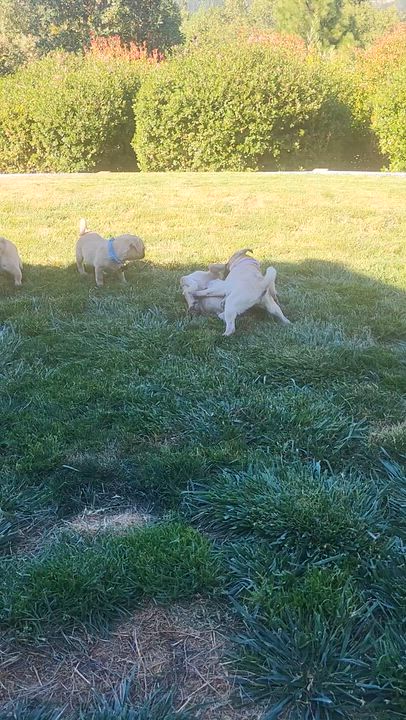 Enlarge Ginger, an adoptable Pug in Roseburg, OR video 4/6