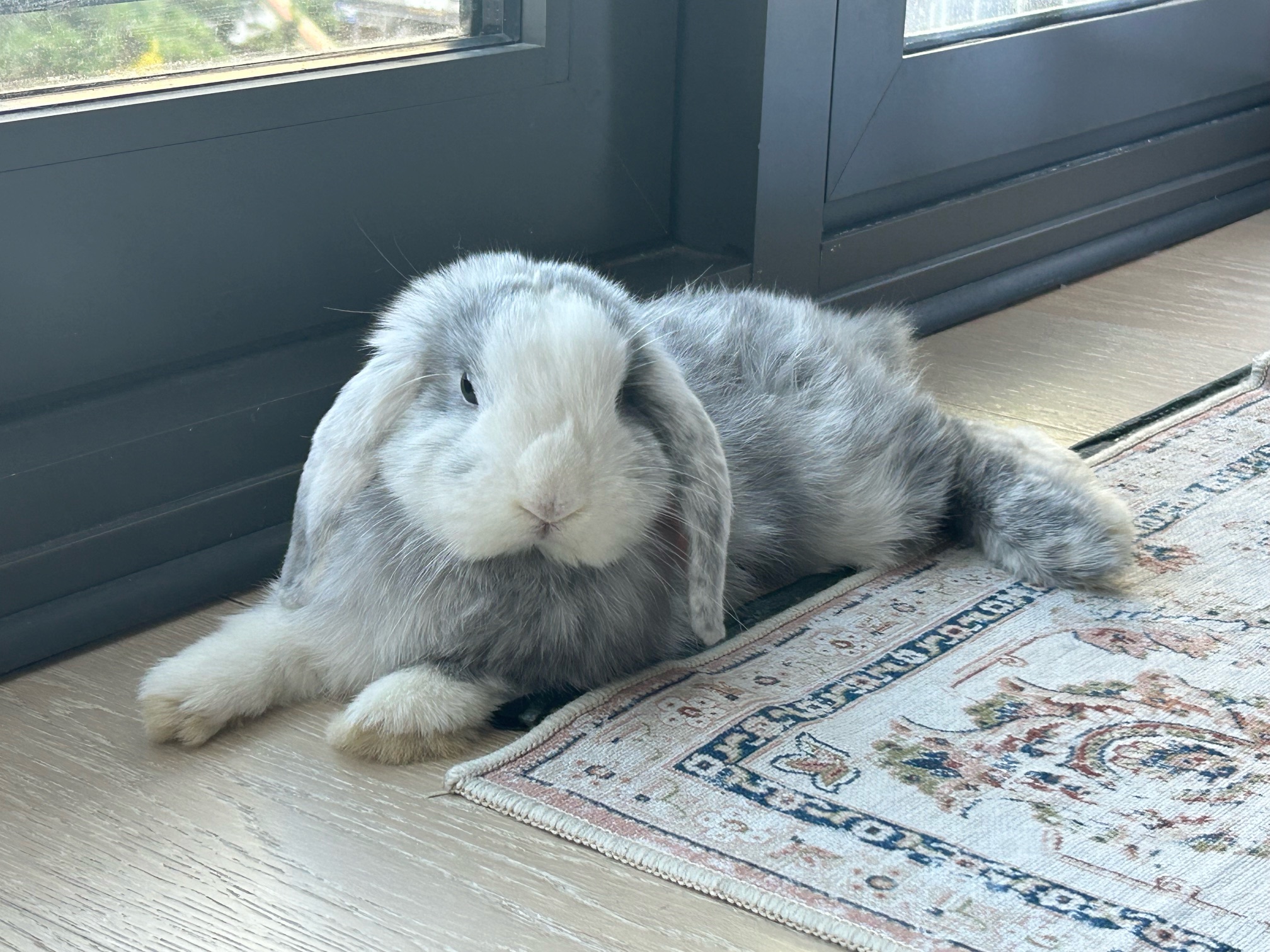 Clearance mini lop bunny adoption Top Sellers Rabbit for adoption Alice a Mini  Lop in Los, image size:2016x1512