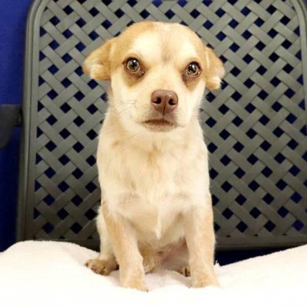 Lightning Bug, Adoptable, Young Female Chihuahua & Australian Cattle Dog / Blue Heeler.