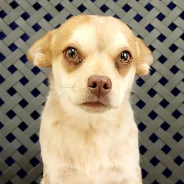 Lightning Bug, a Adoptable mixed breed in Midland, TX image 2/2