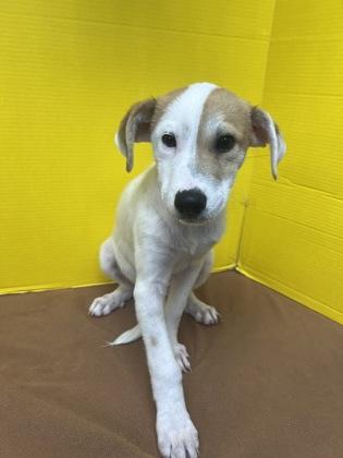 Ferret, Adoptable, Puppy Male Mixed Breed & Mixed Breed.