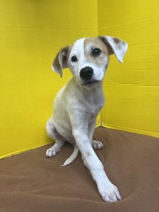 Ferret, Adoptable, Puppy Male Mixed Breed & Mixed Breed.