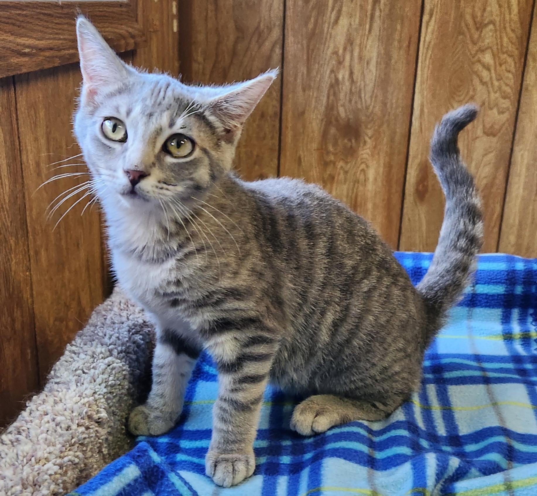 Enlarge Cloud, a ADOPTABLE Tabby in Linden, NJ image 2/5