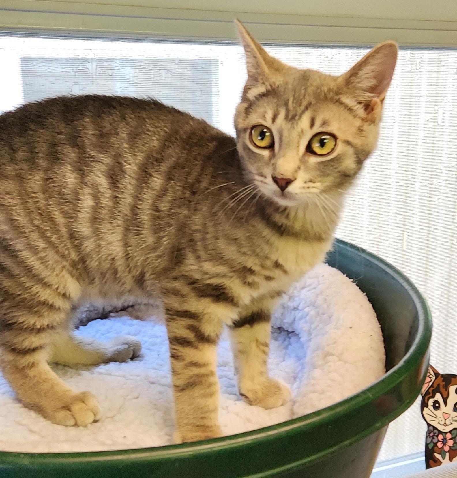 Enlarge Cloud, a ADOPTABLE Tabby in Linden, NJ image 5/5