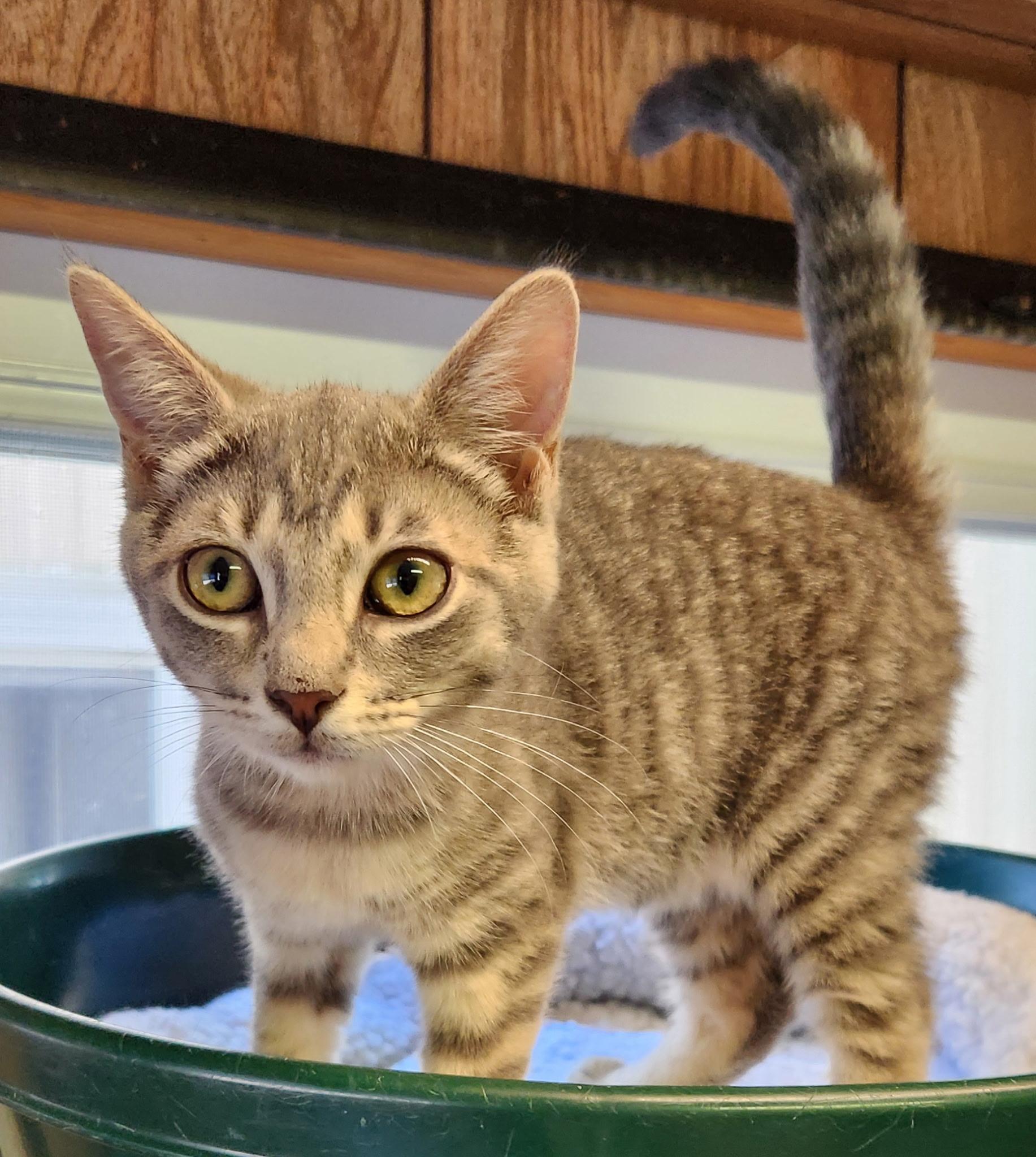 Enlarge Cloud, a ADOPTABLE Tabby in Linden, NJ image 1/5