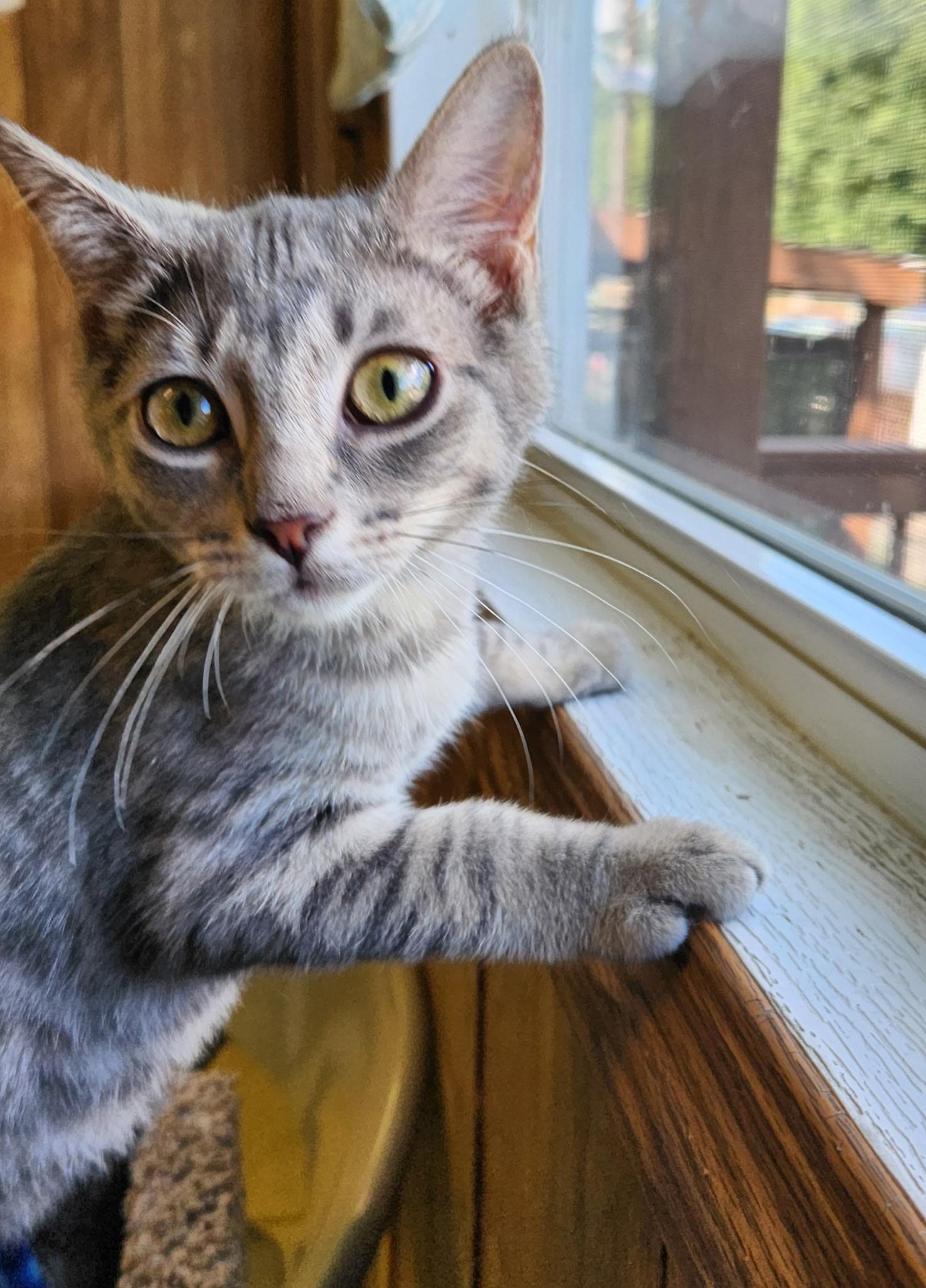 Enlarge Cloud, a ADOPTABLE Tabby in Linden, NJ image 4/5