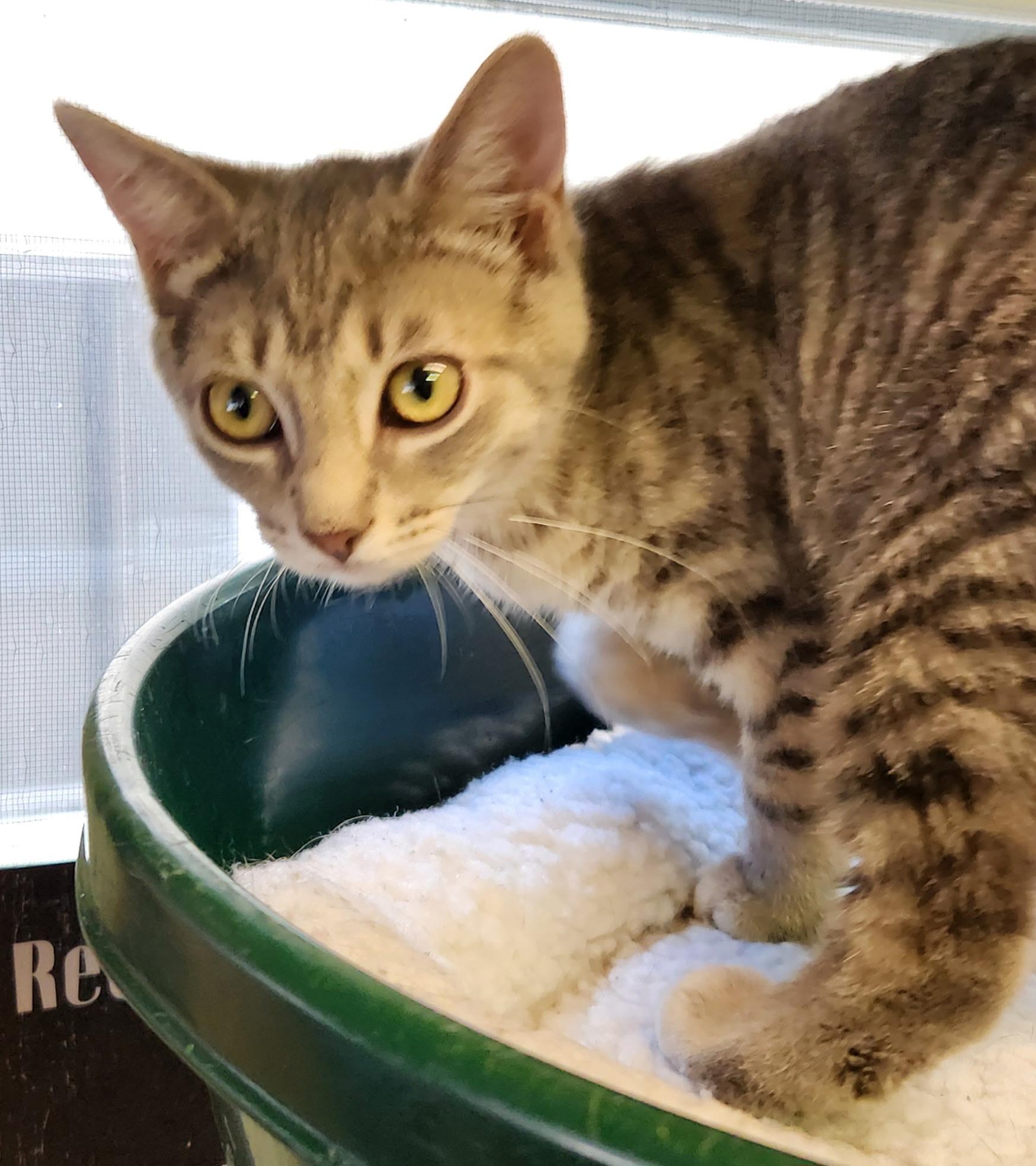 Enlarge Cloud, a ADOPTABLE Tabby in Linden, NJ image 3/5