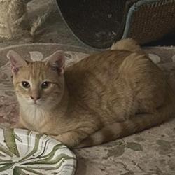 Enlarge Jack, a Adoptable Domestic Short Hair in Las Vegas, NV image 2/2
