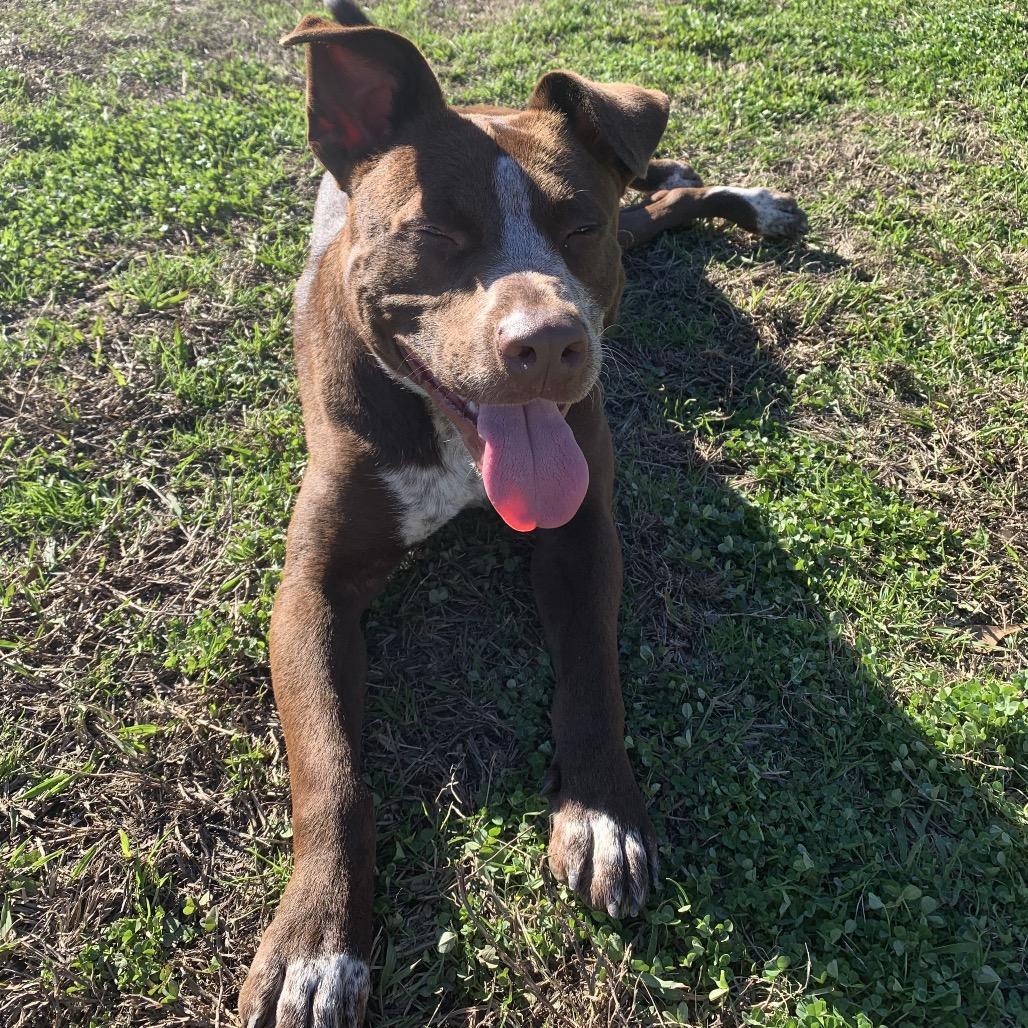 Enlarge Ralphy, a Adoptable Mixed Breed in Columbiana, AL image 1/4