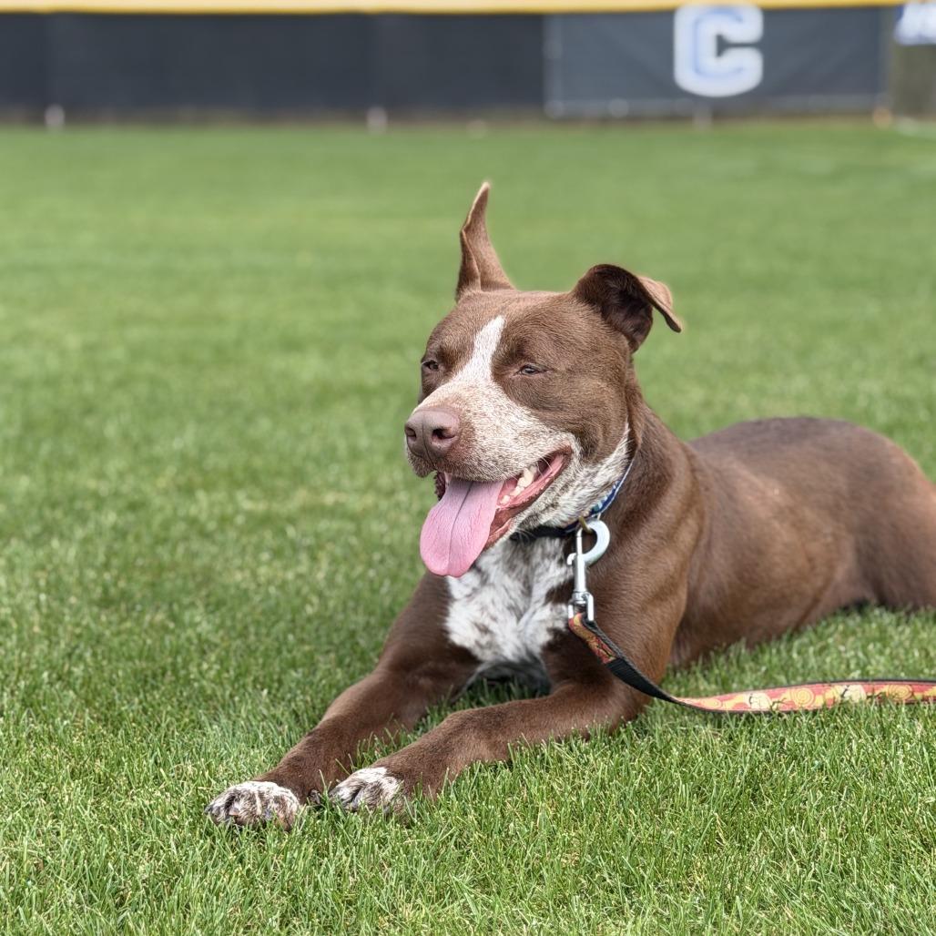 Enlarge Ralphy, a Adoptable Mixed Breed in Columbiana, AL image 3/6