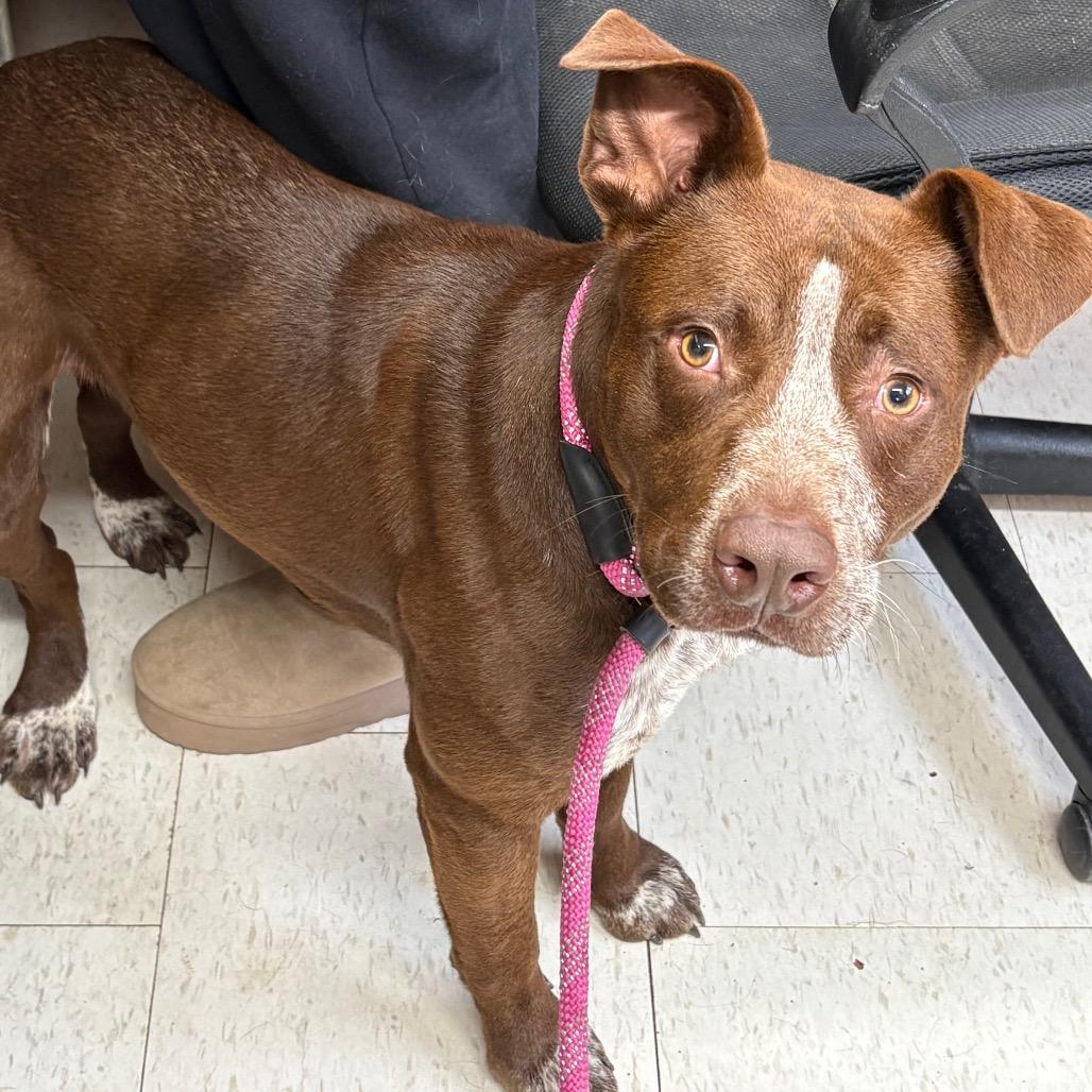 Enlarge Ralphy, a Adoptable Mixed Breed in Columbiana, AL image 2/4