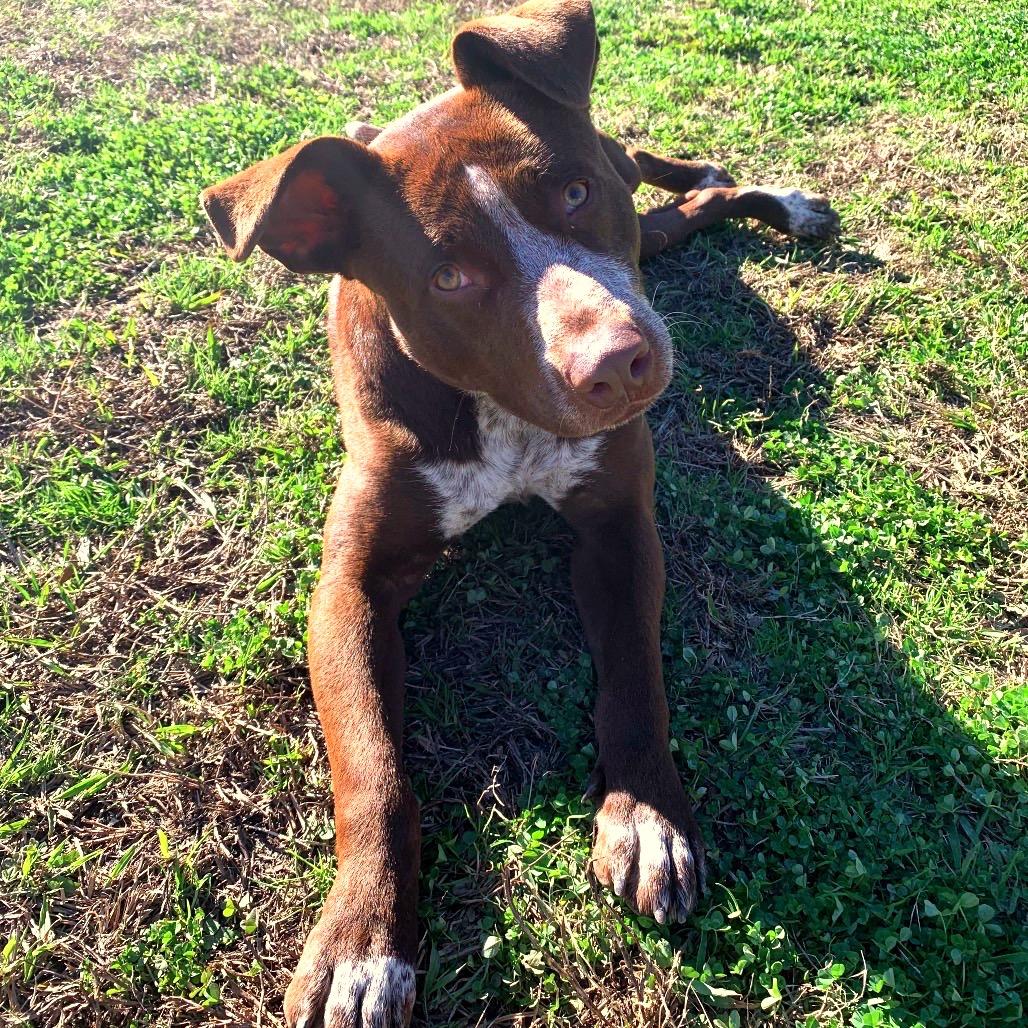 Enlarge Ralphy, a Adoptable Mixed Breed in Columbiana, AL image 3/4