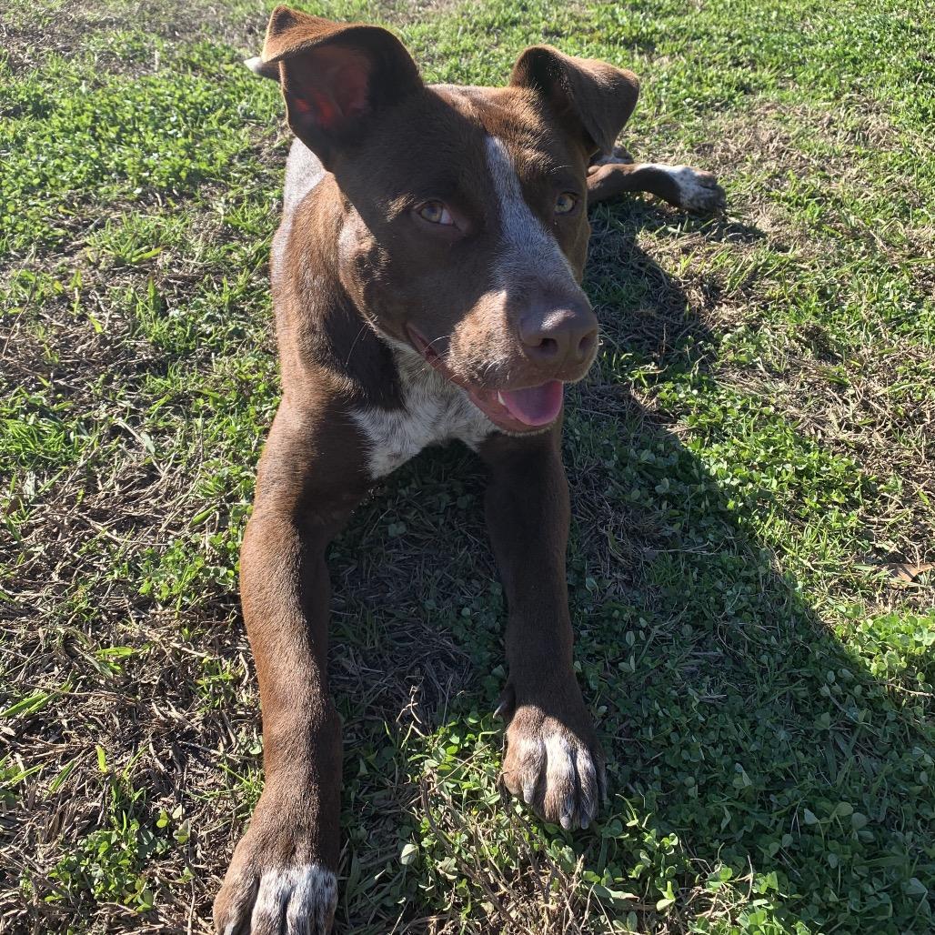 Enlarge Ralphy, a Adoptable Mixed Breed in Columbiana, AL image 4/4