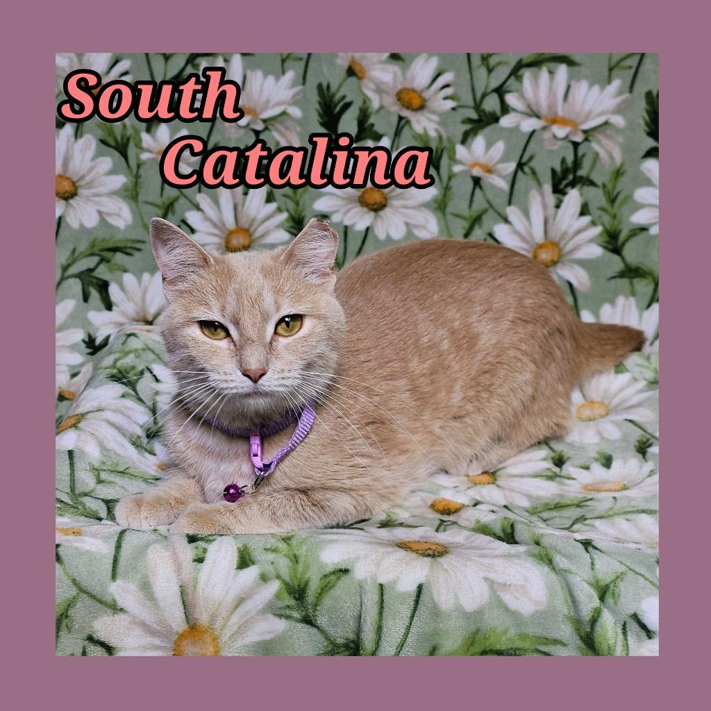 Enlarge South Catalina, a Adoptable Domestic Short Hair in Jacksonville, IL image 1/1