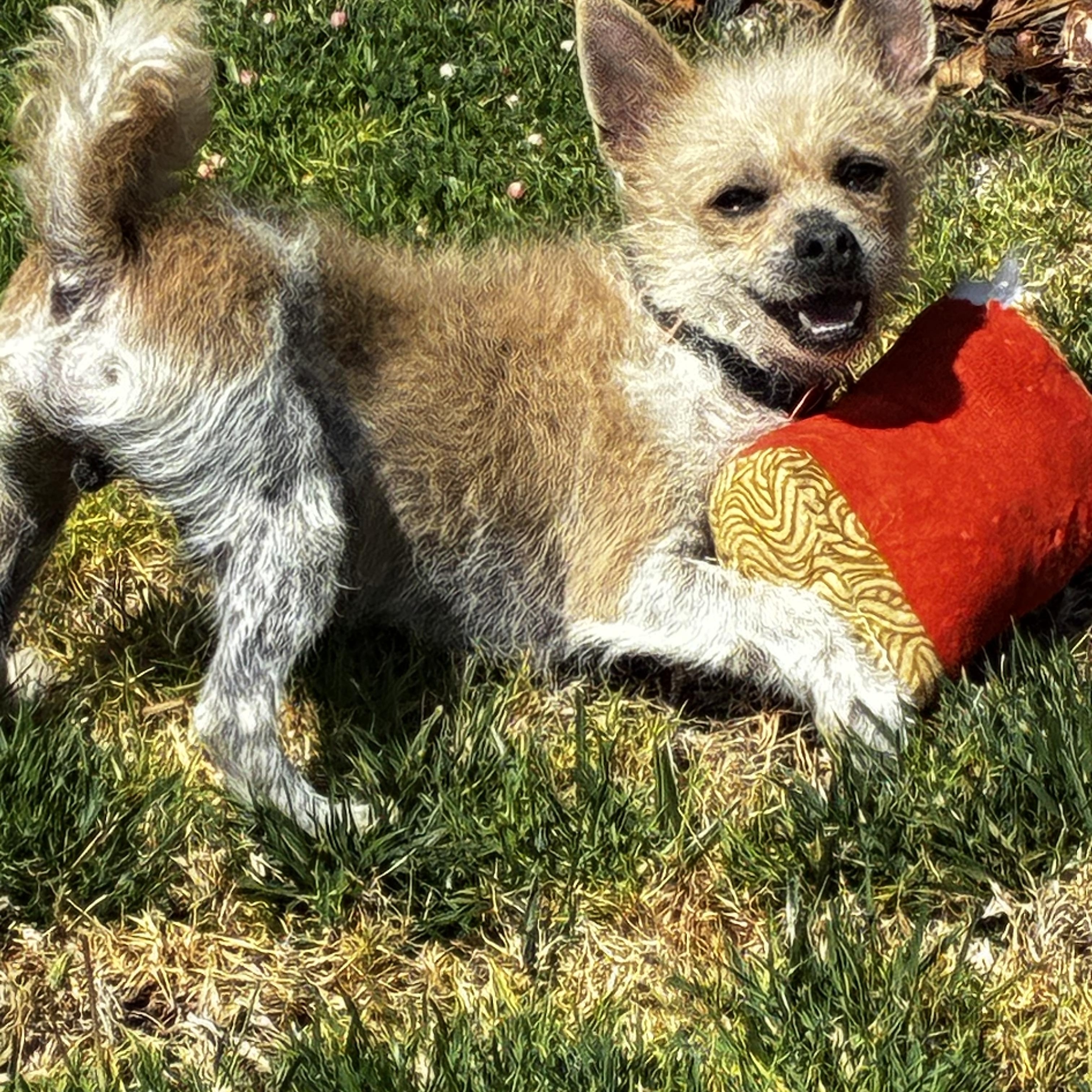 Enlarge Taz, a ADOPTABLE mixed breed in Torrance, CA image 4/6