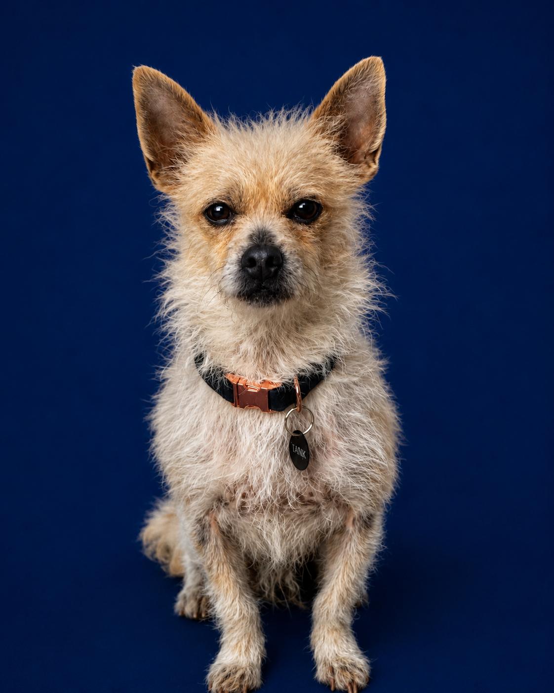 Taz, ADOPTABLE, Adult Male Terrier & Chihuahua.