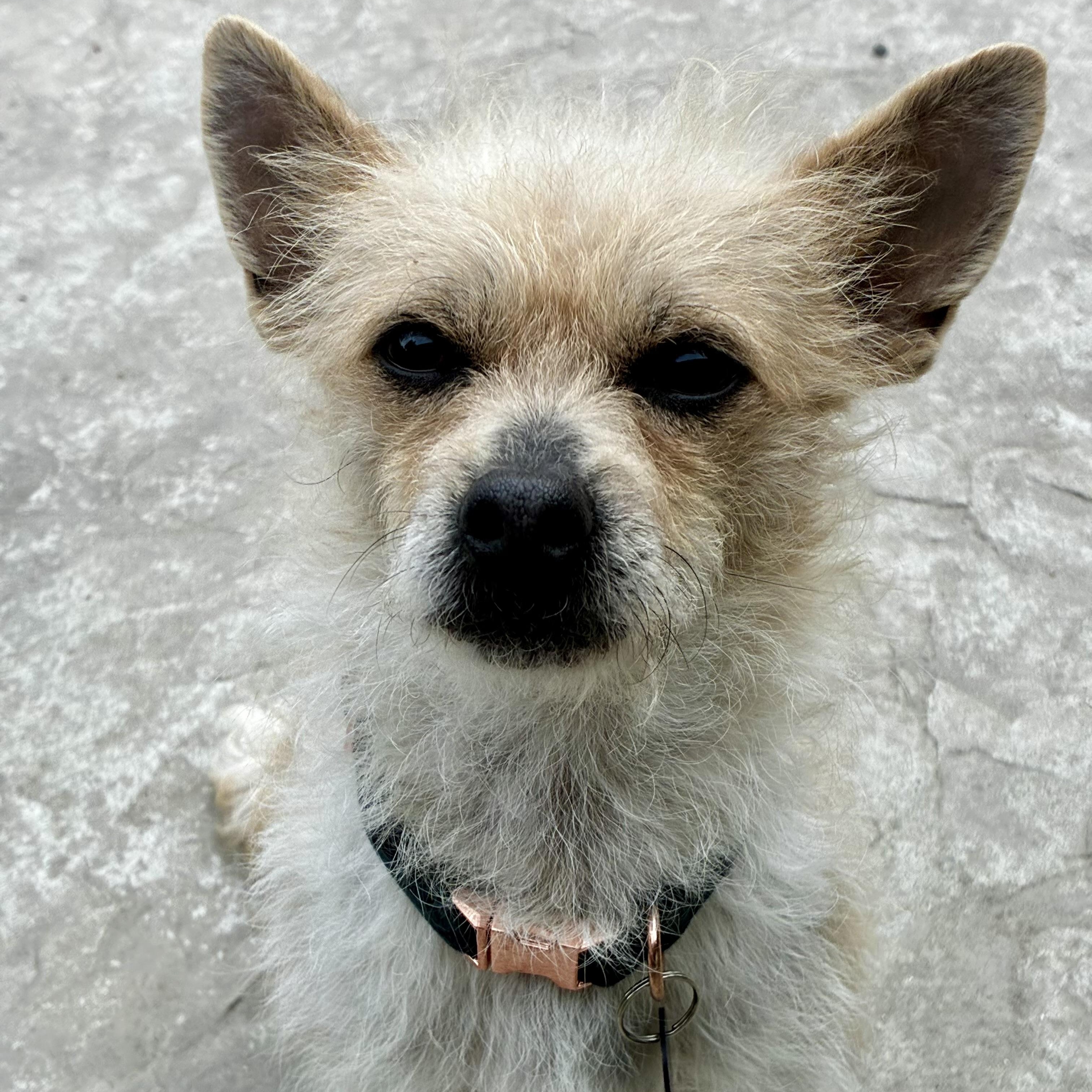 Enlarge Taz, a ADOPTABLE mixed breed in Torrance, CA image 6/6