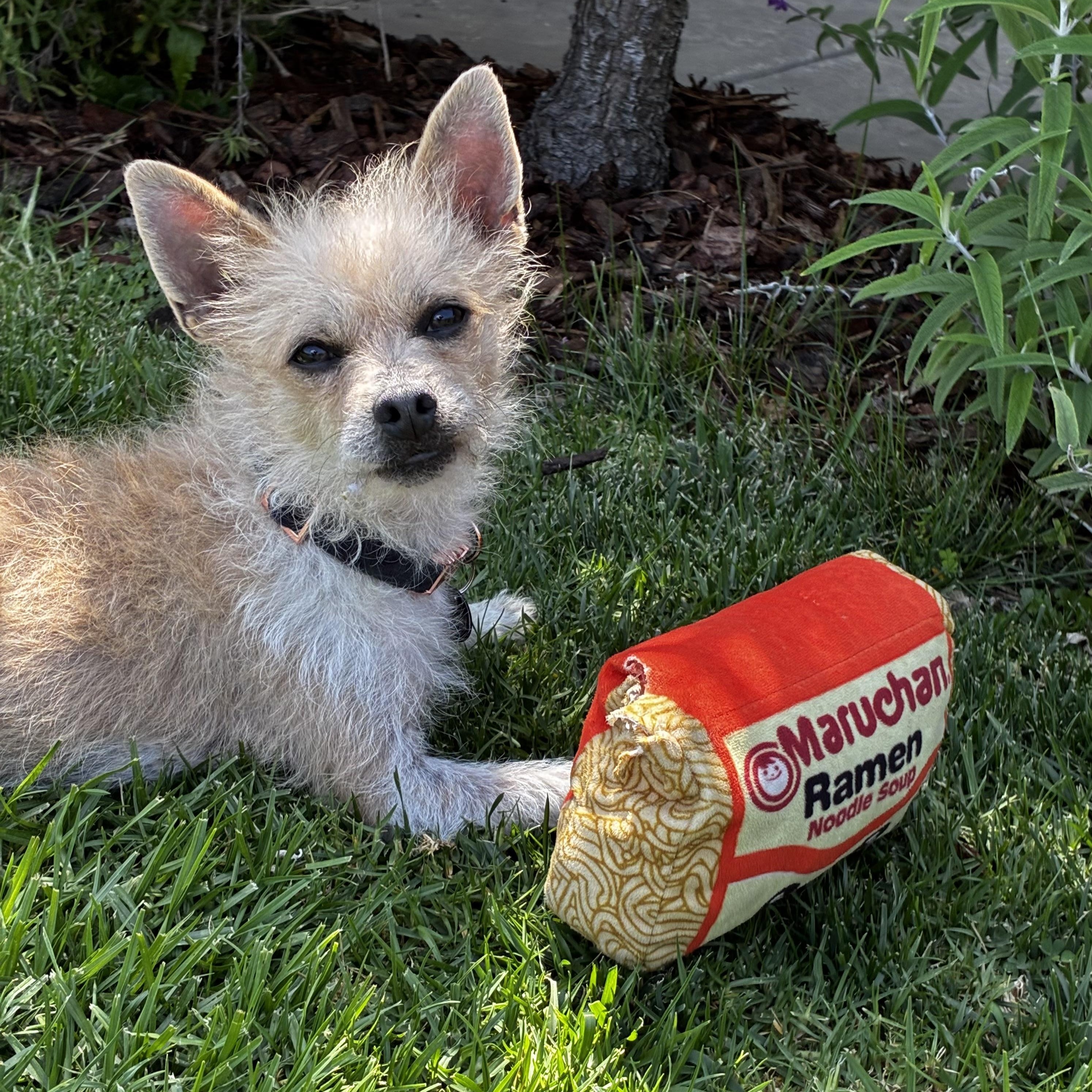 Enlarge Taz, a ADOPTABLE mixed breed in Torrance, CA image 2/6
