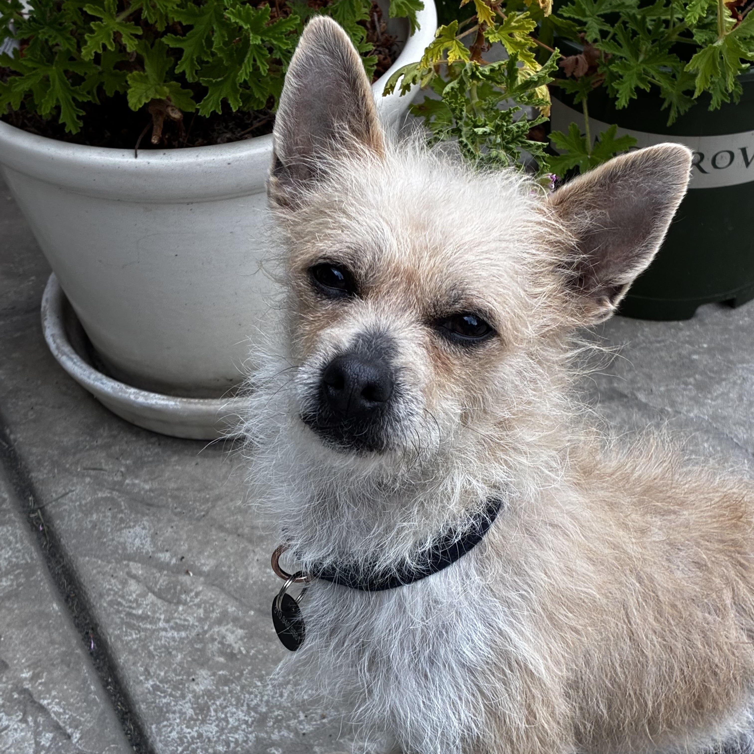 Enlarge Taz, a ADOPTABLE mixed breed in Torrance, CA image 3/6