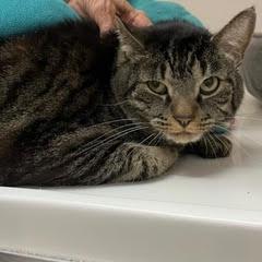 Marley, Adult Male Tabby