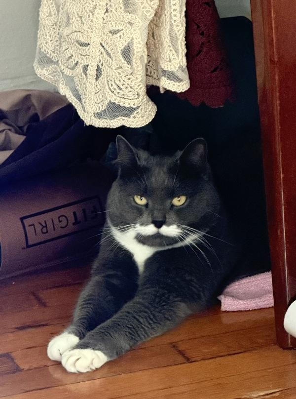 Lucy, Adoptable, Adult Female Domestic Short Hair.
