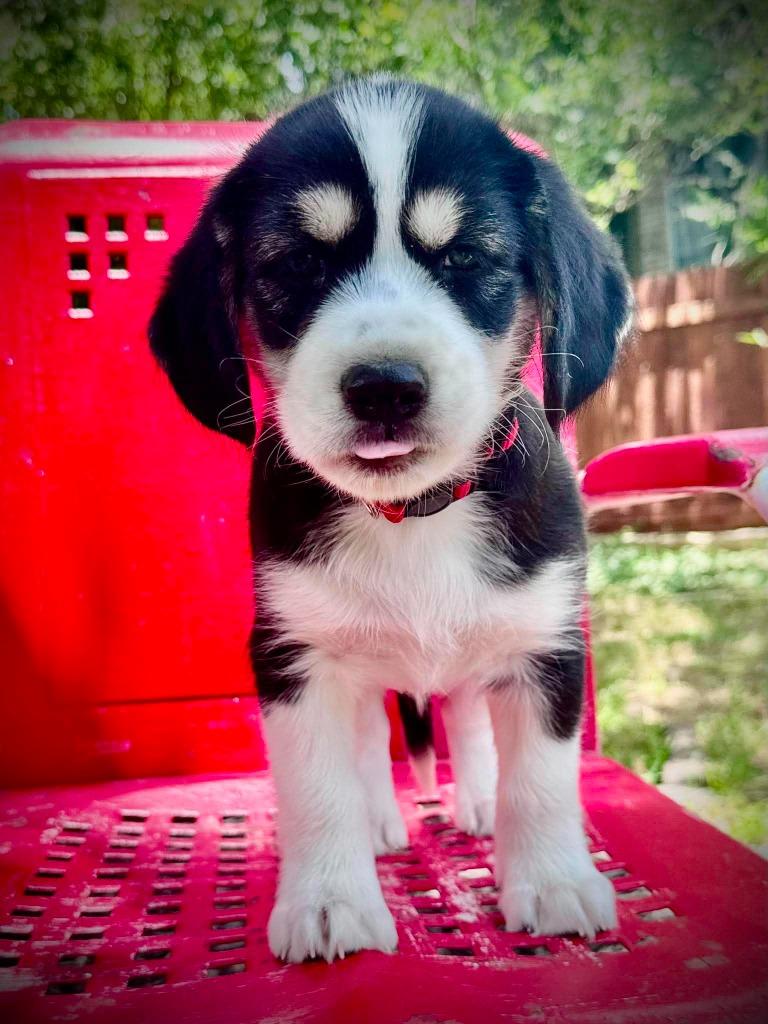 Bonnell, Adoptable, Puppy Male Cocker Spaniel.