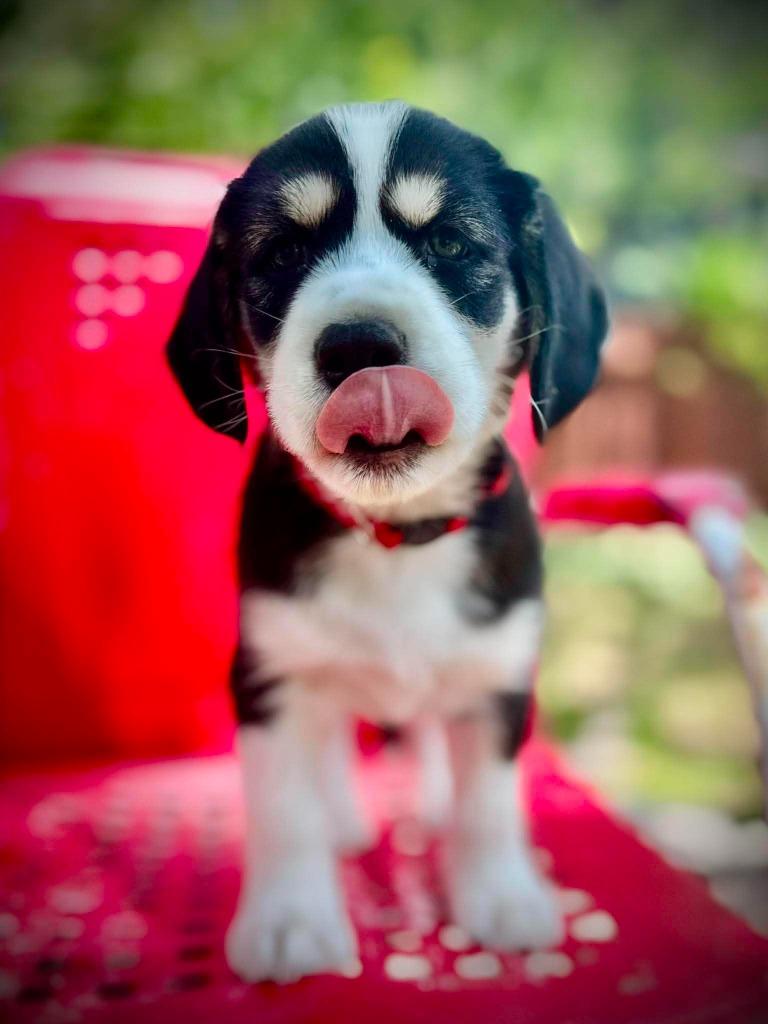 Bonnell, a Adoptable Cocker Spaniel in Austin, TX image 3/5