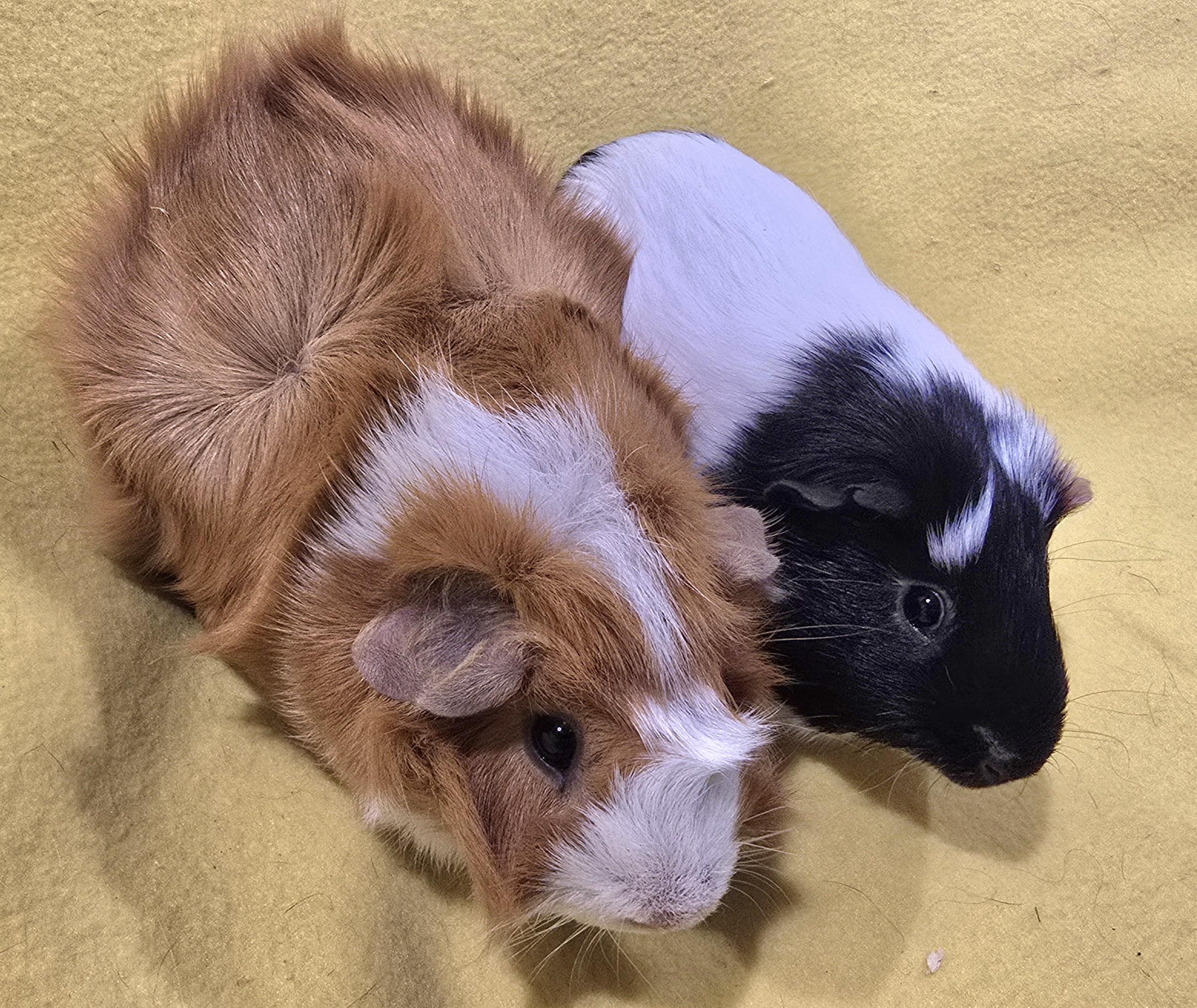 Kenny and Oscar, Adoptable, Young Male Guinea Pig.