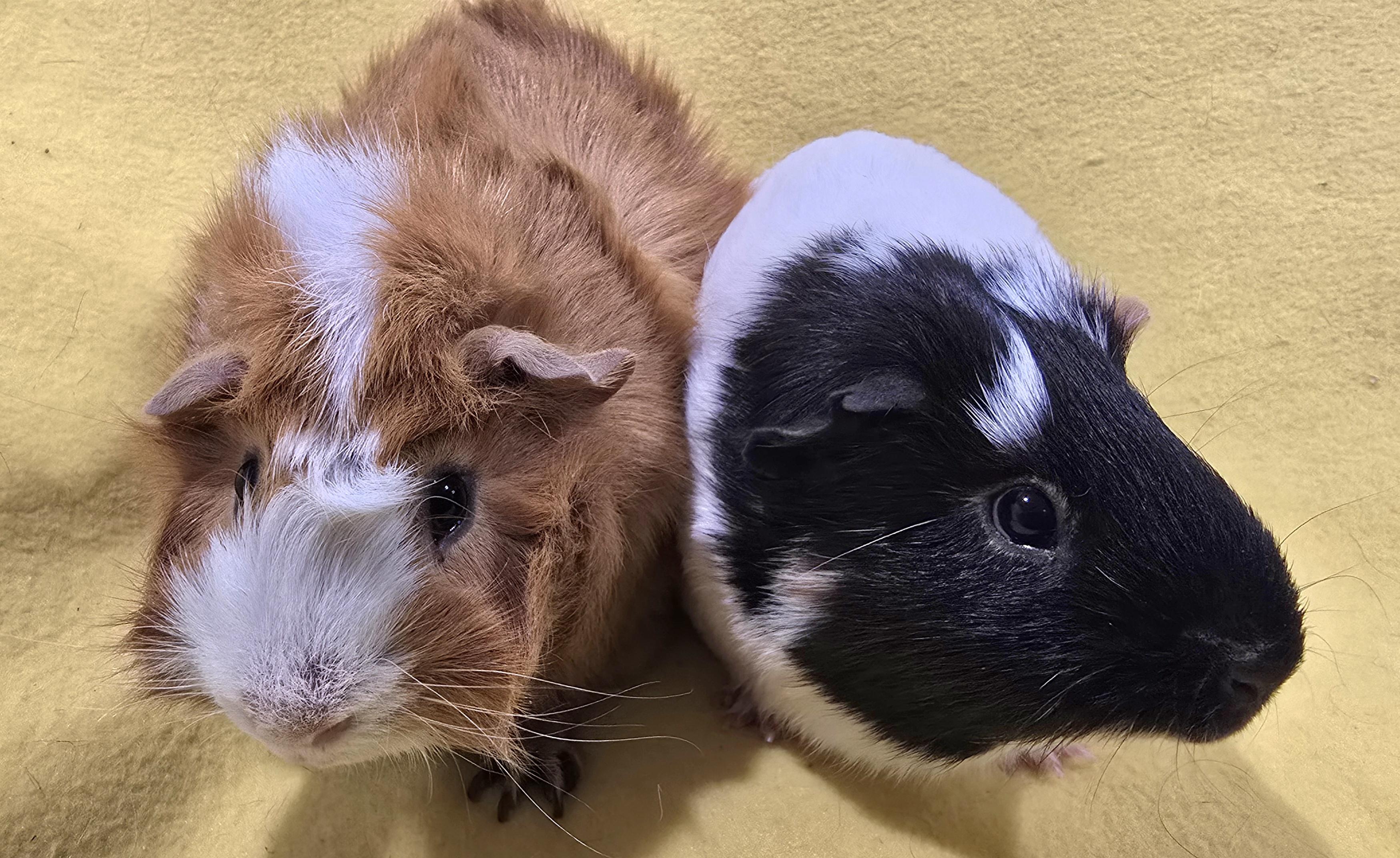 Enlarge Kenny and Oscar, a Adoptable Guinea Pig in New Kensington, PA image 2/4