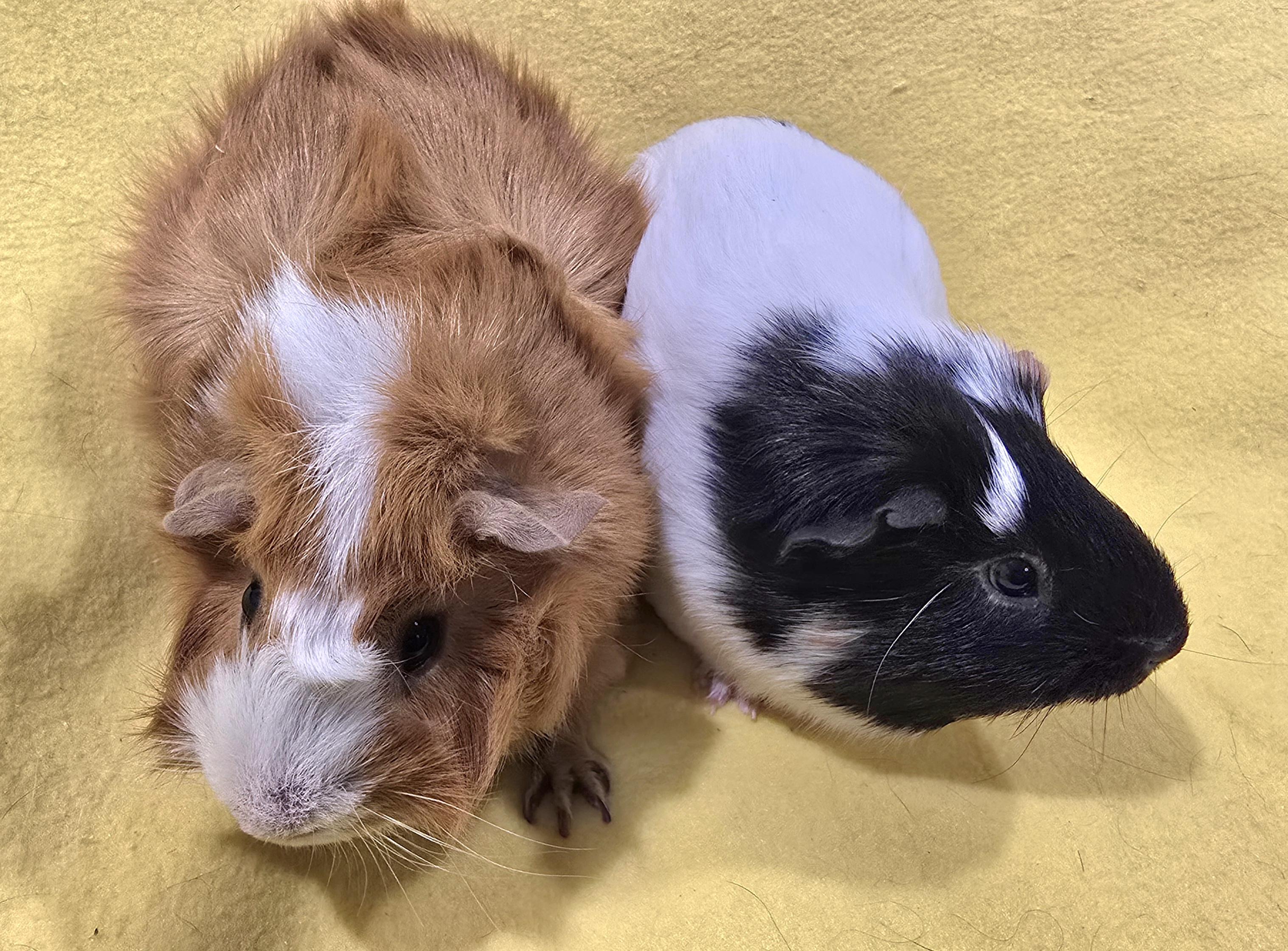 Enlarge Kenny and Oscar, a Adoptable Guinea Pig in New Kensington, PA image 3/4