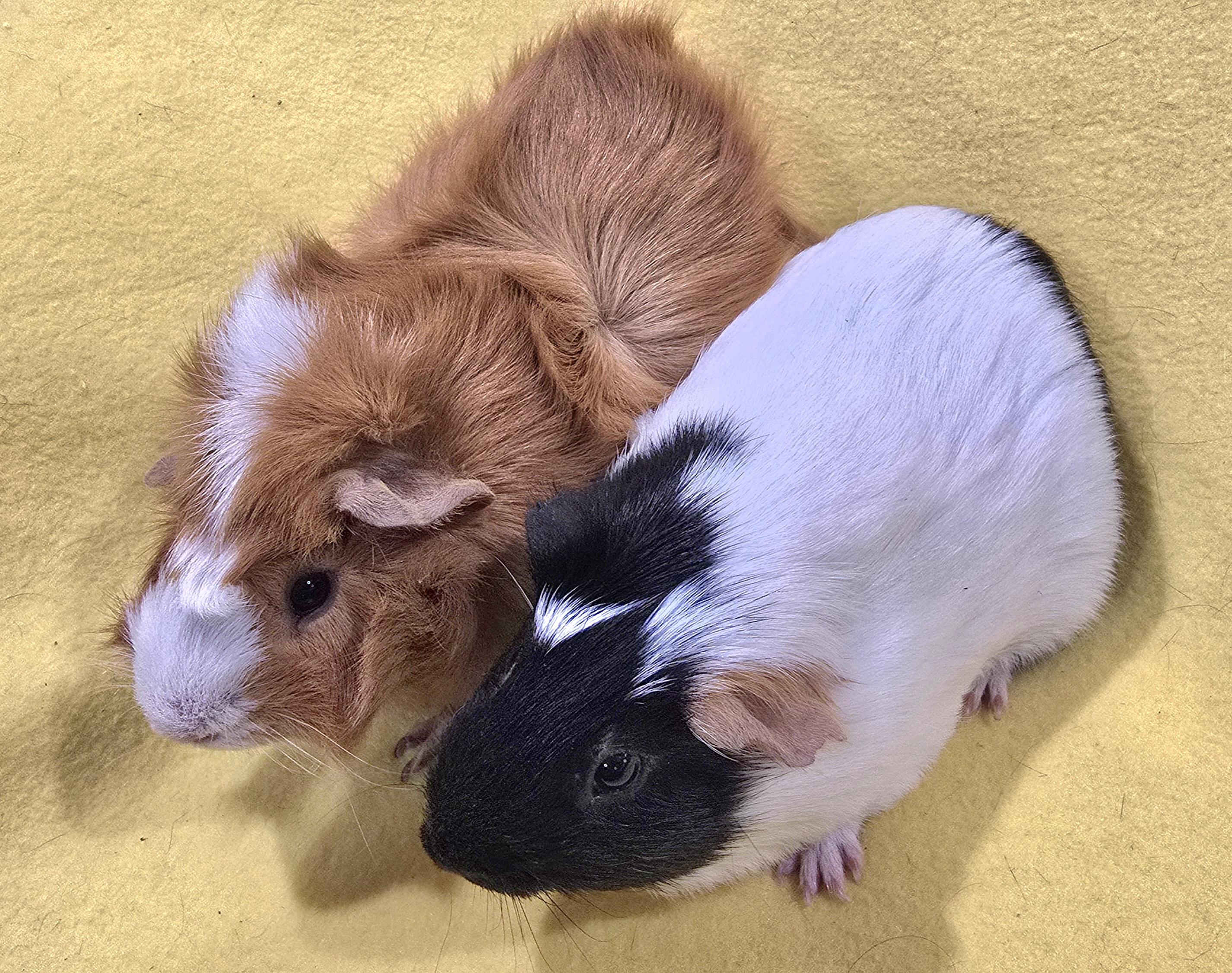 Enlarge Kenny and Oscar, a Adoptable Guinea Pig in New Kensington, PA image 4/4