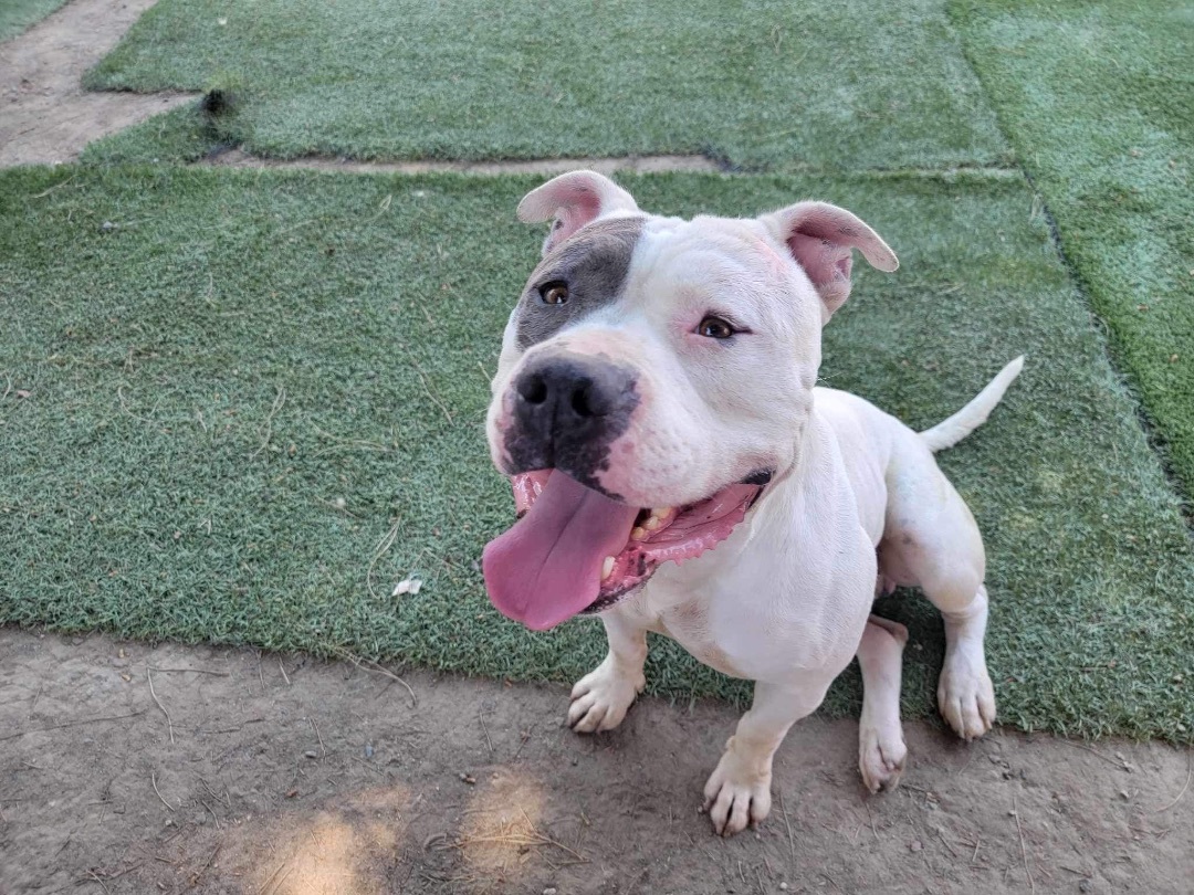 Jake , a Adoptable Pit Bull Terrier in Simi Valley, CA image 1/14