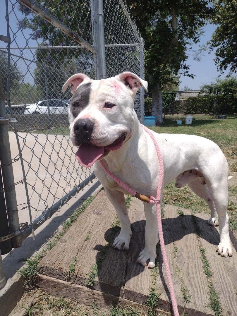 Jake , a Adoptable Pit Bull Terrier in Simi Valley, CA image 2/14