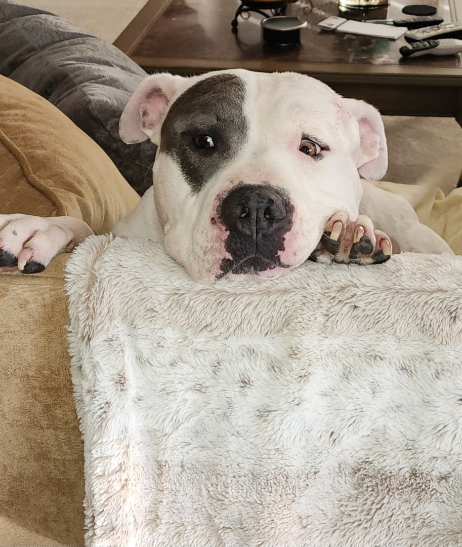 Jake , a Adoptable Pit Bull Terrier in Simi Valley, CA image 3/14