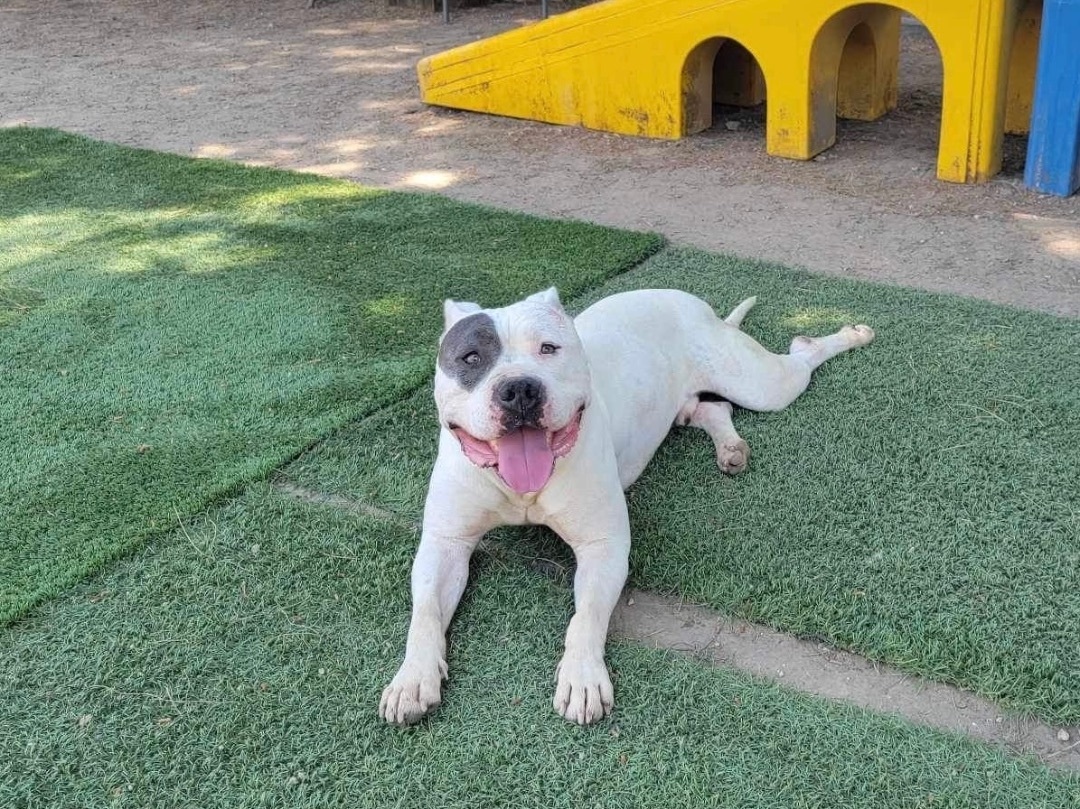 Jake , a Adoptable Pit Bull Terrier in Simi Valley, CA image 4/14