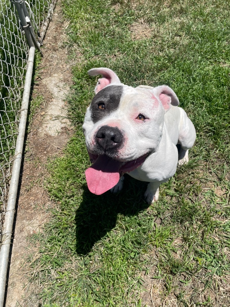Jake , a Adoptable Pit Bull Terrier in Simi Valley, CA image 5/14