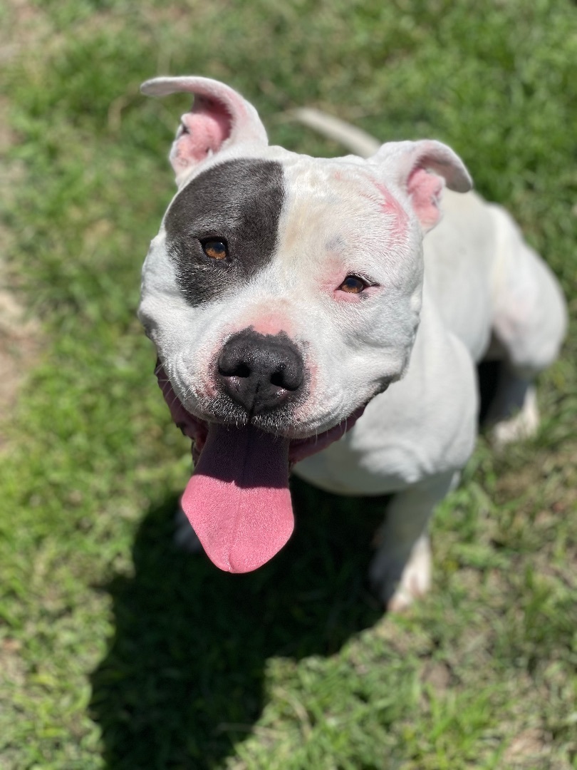 Jake , a Adoptable Pit Bull Terrier in Simi Valley, CA image 6/14