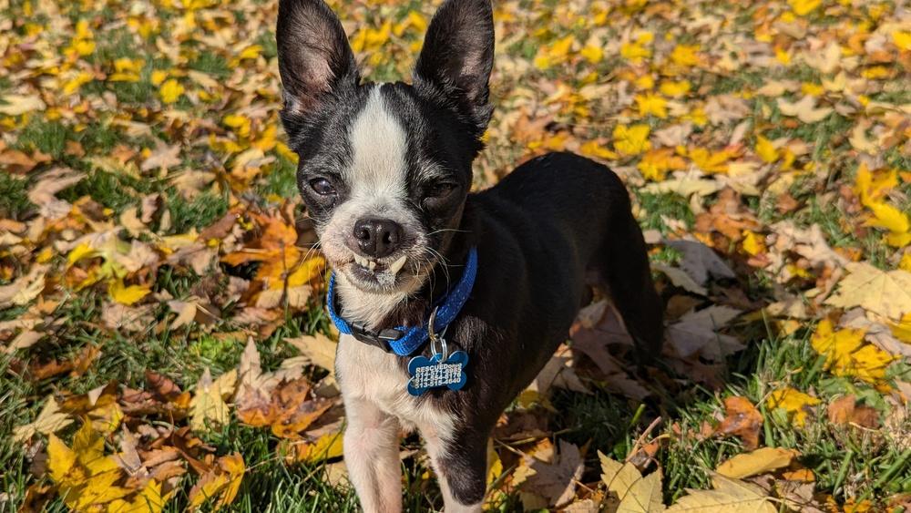 Rascal, Adoptable, Senior Male Boston Terrier.