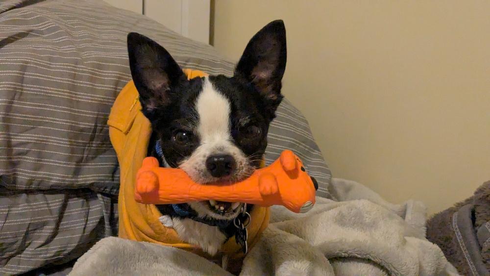 Rascal, a Adoptable Boston Terrier in New Albany, OH image 2/3