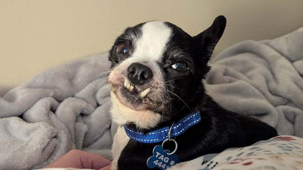 Rascal, a Adoptable Boston Terrier in New Albany, OH image 3/3