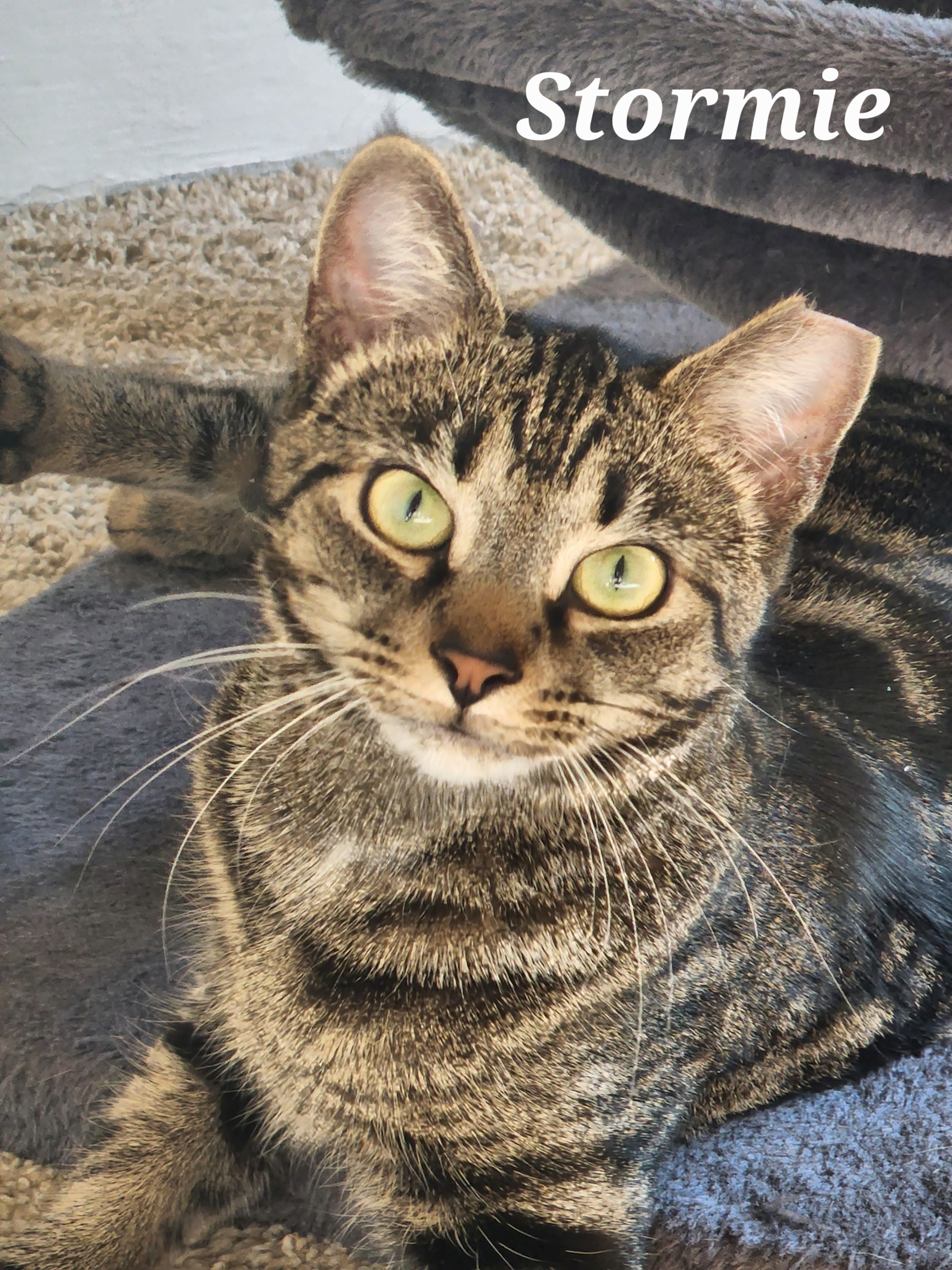 Enlarge Stormie, a Adoptable Domestic Short Hair in Irwin, PA image 1/1