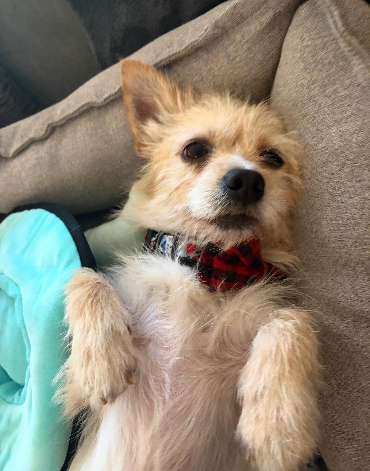 CHURRO, Adoptable, Adult Male Yorkshire Terrier.