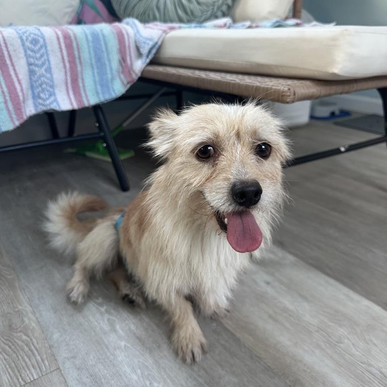 Enlarge CHURRO, a Adoptable mixed breed in Arroyo Grande, CA image 3/6