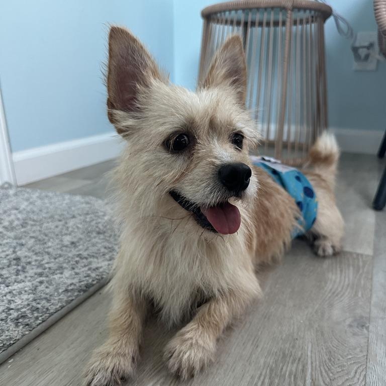 Enlarge CHURRO, a Adoptable mixed breed in Arroyo Grande, CA image 5/6