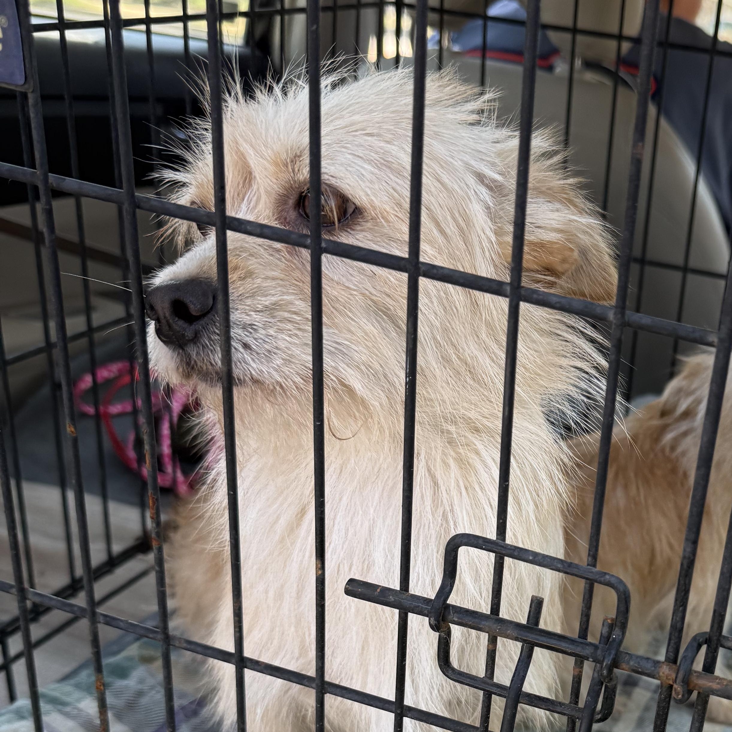 Enlarge CHURRO, a Adoptable mixed breed in Arroyo Grande, CA image 6/6