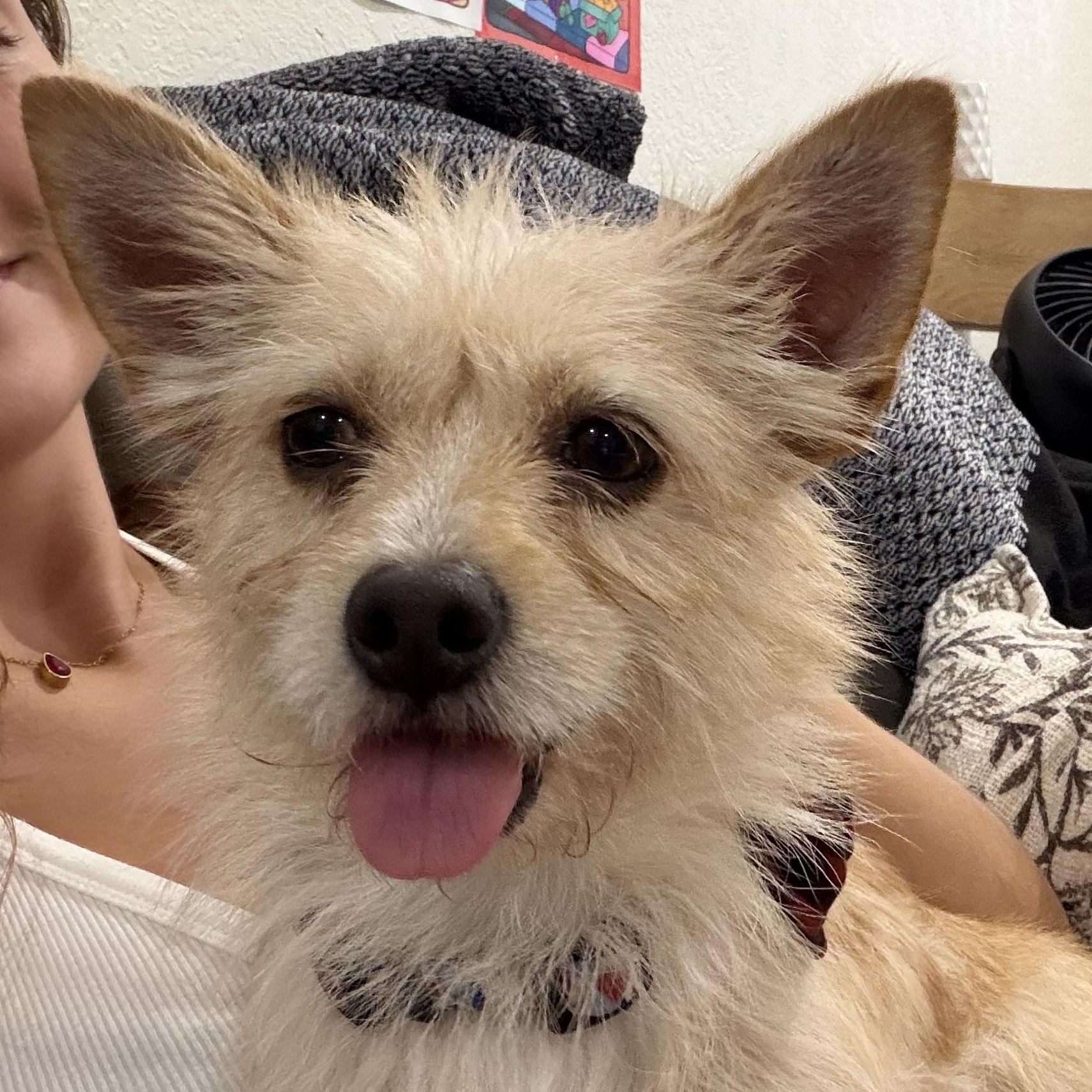 Enlarge CHURRO, a Adoptable mixed breed in Arroyo Grande, CA image 2/6