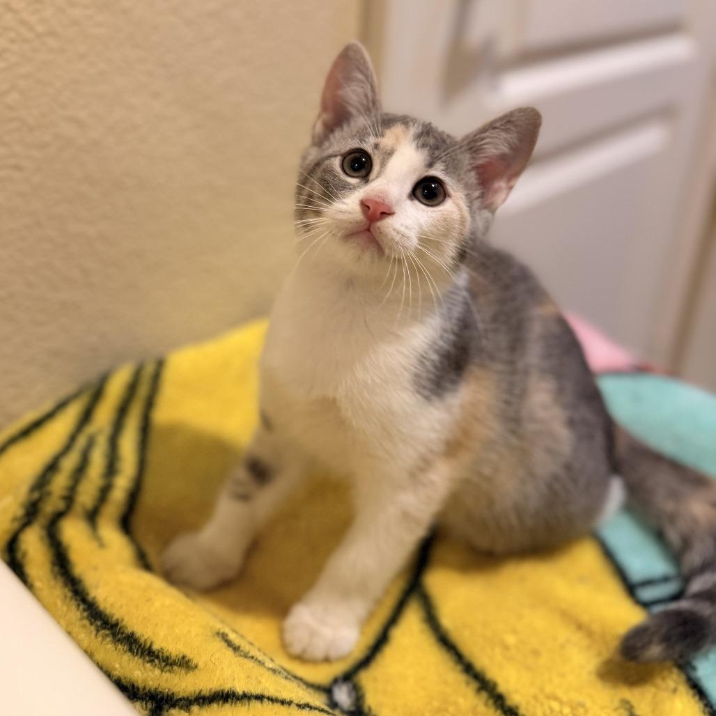 Chicken, Adoptable, Kitten Female Domestic Short Hair.