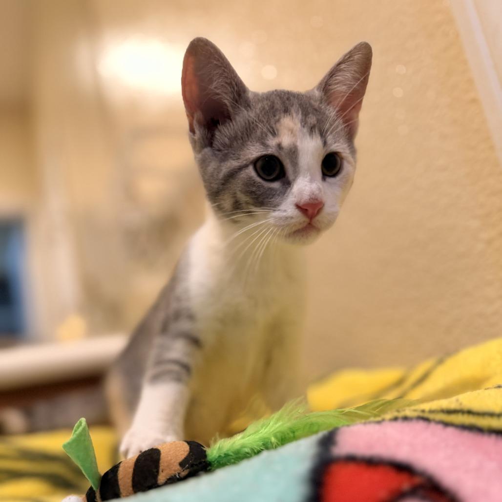 Enlarge Chicken, a Adoptable Domestic Short Hair in Ventura, CA image 2/2